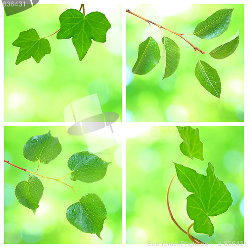 Image of Collage of grenn leaves in spring