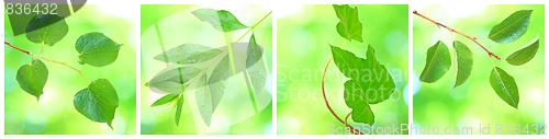 Image of Collage of grenn leaves in spring