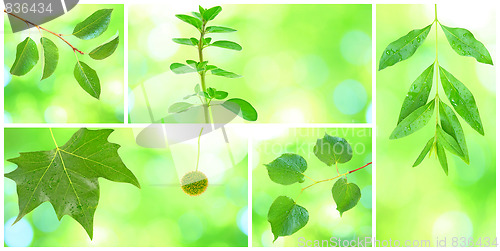 Image of Collage of grenn leaves in spring