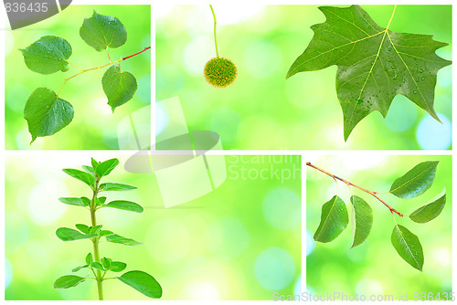 Image of Collage of grenn leaves in spring