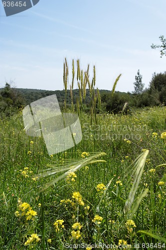 Image of Wild-growing cereals on green meadow in spring