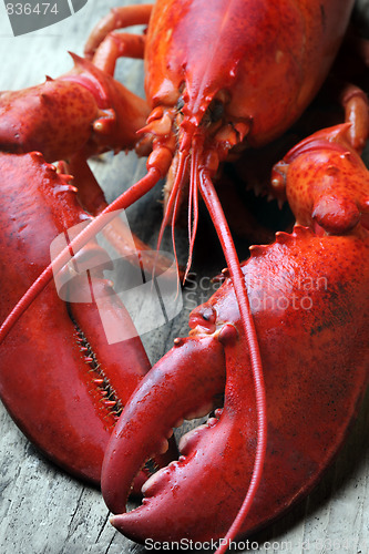 Image of whole red lobster on wood