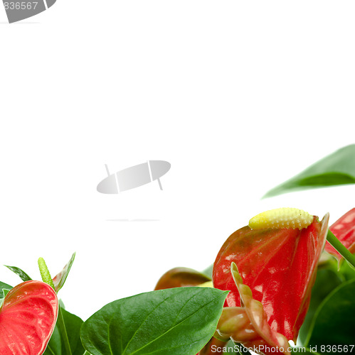 Image of Cala lily