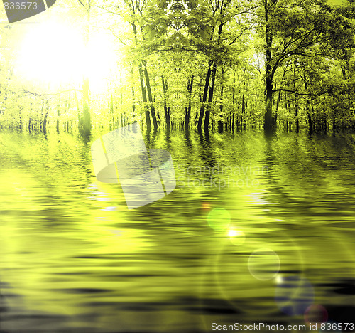 Image of Forest in autumn