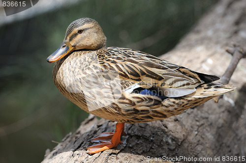 Image of Duck at the zoo.