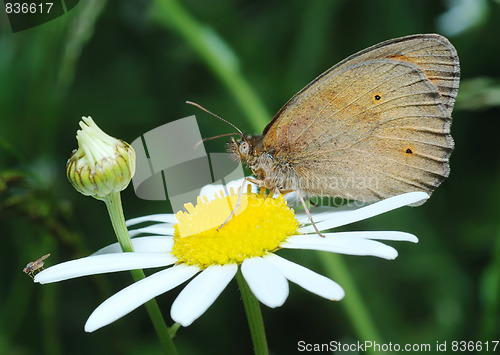 Image of Butterfly Meadow Brown and the fly on the flower