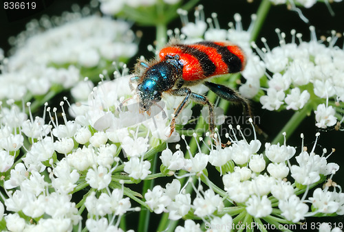 Image of Bright Bee beetle (Trichodes apiarius).