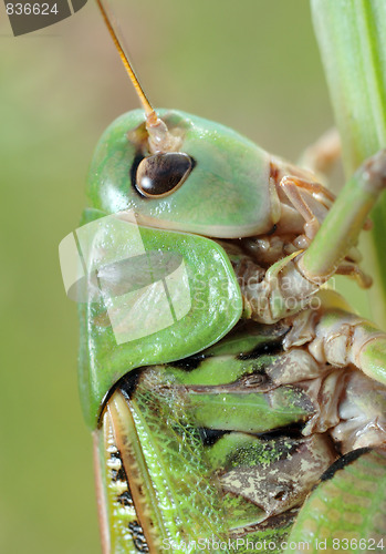 Image of Grasshopper (Tettigonia cantans) close-up.