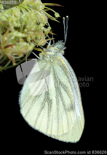 Image of Butterfly Large white (Pieris brassicae) early morning.