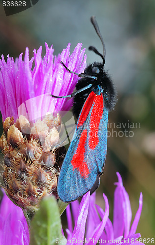 Image of The butterfly Zygaena filipendulae