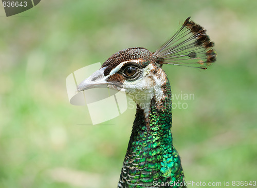 Image of The head of the peacock.