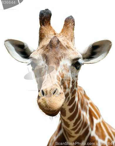 Image of Giraffe, isolated