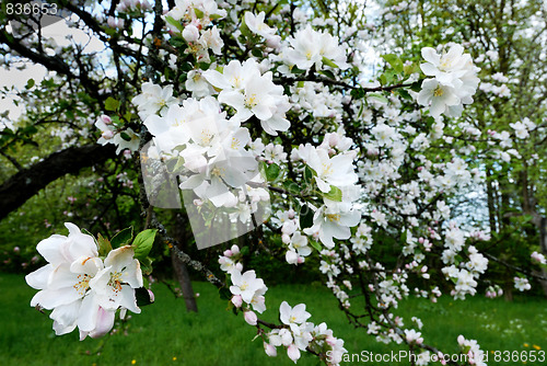 Image of Rural garden.