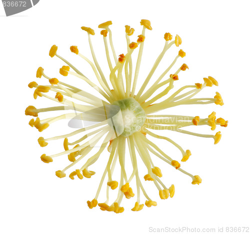 Image of Linden flower