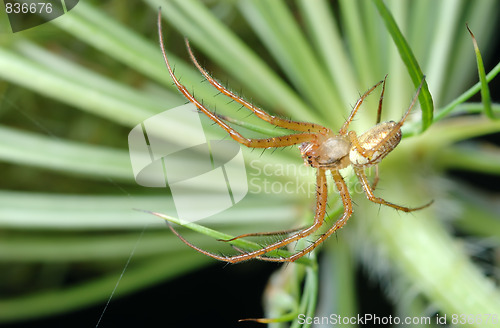 Image of Male spider