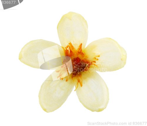 Image of Linden flower