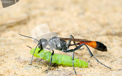 Image of Wasp Ammophila sabulosa with prey