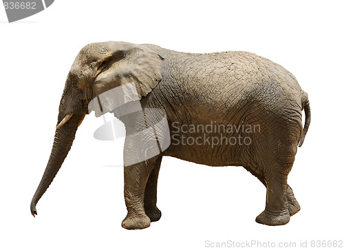 Image of Elephant 