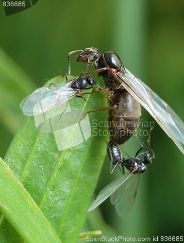Image of The pairing of a black garden ant
