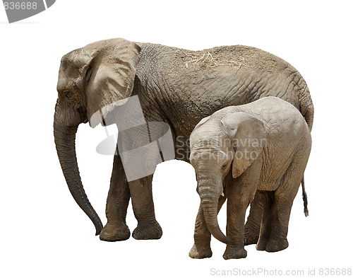 Image of Elephants