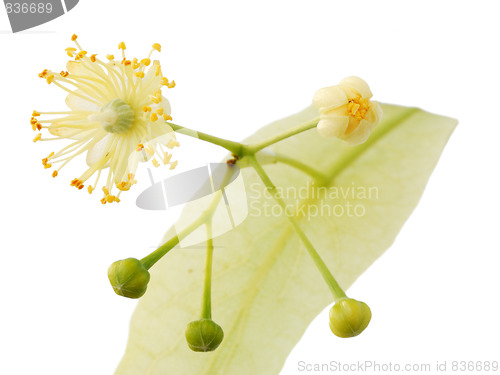 Image of Linden flower