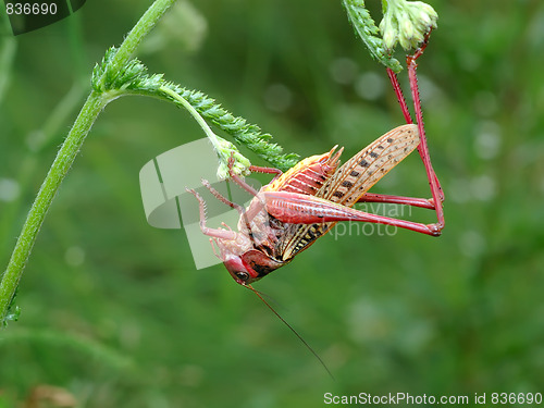 Image of Unusual coloration.