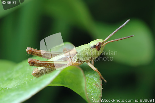 Image of Tiny grasshopper