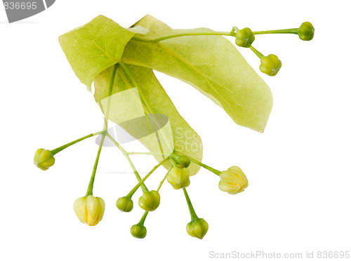 Image of Linden flower