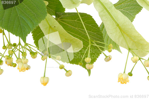 Image of Linden flower