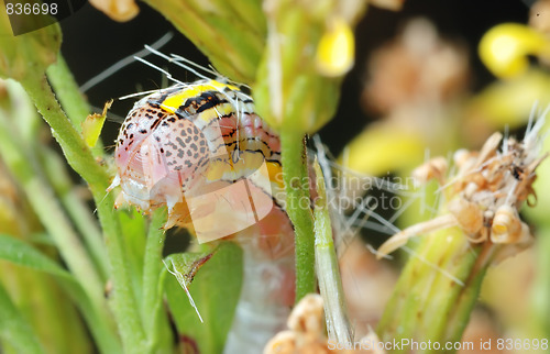 Image of Striped caterpillar 