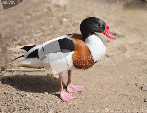 Image of Duck at the zoo.