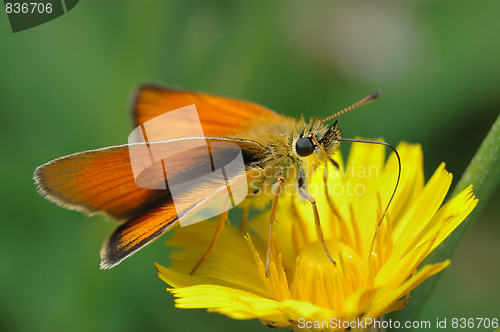 Image of Butterfly Large Skipper (Ochlodes sylvanus).