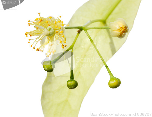 Image of Linden flower