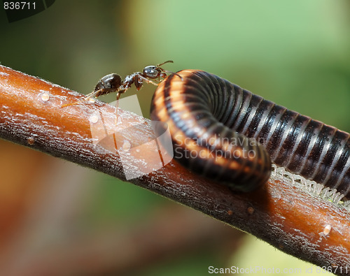 Image of Ant and Millipede