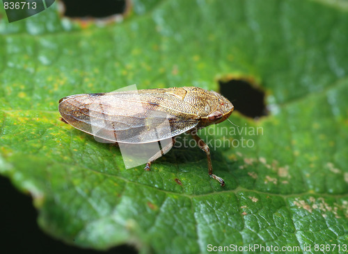 Image of Cicada on a leaf.