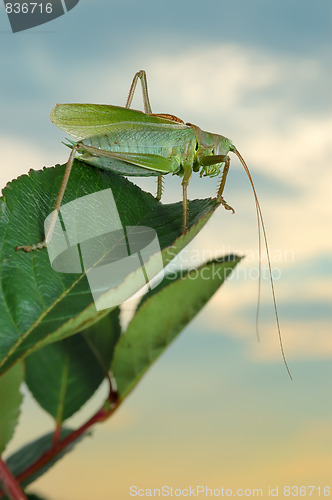 Image of Grasshopper (Tettigonia cantans) at sunset.
