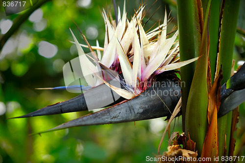 Image of Banana Flowers