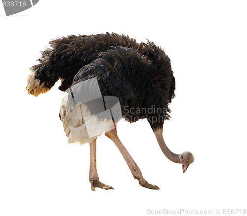 Image of Ostrich, isolated