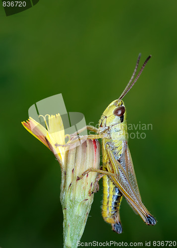 Image of Grasshopper on a flower