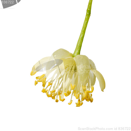 Image of Linden flower