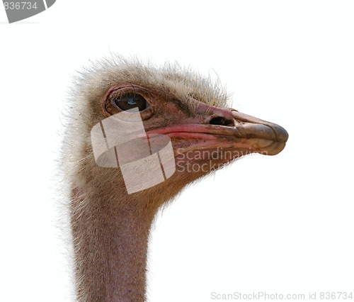 Image of Head ostrich, isolated