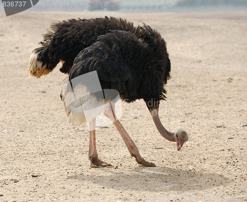 Image of Ostrich 