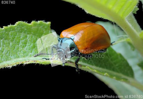 Image of Poplar leaf beetle (Chrysomela populi)