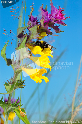 Image of Flower Melampyrum (Melampyrum nemorosum)