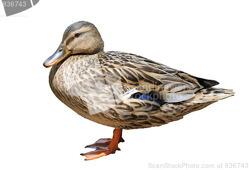 Image of Duck at the zoo, isolated
