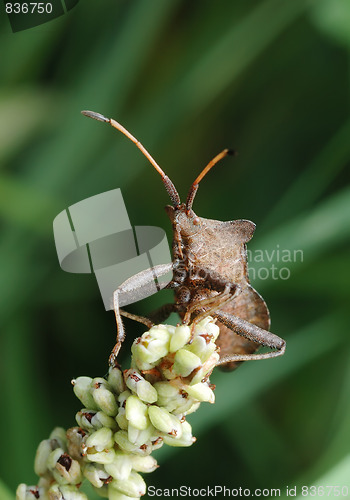 Image of Dock bug (Coreus marginatus) on a flower