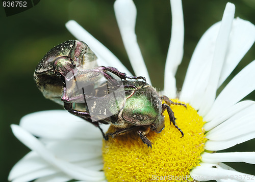 Image of Mating rose chafer (Cetonia aurata)