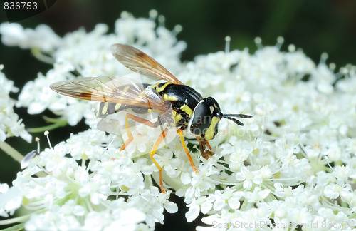 Image of Striped fly (Syrfidae) on a flower.