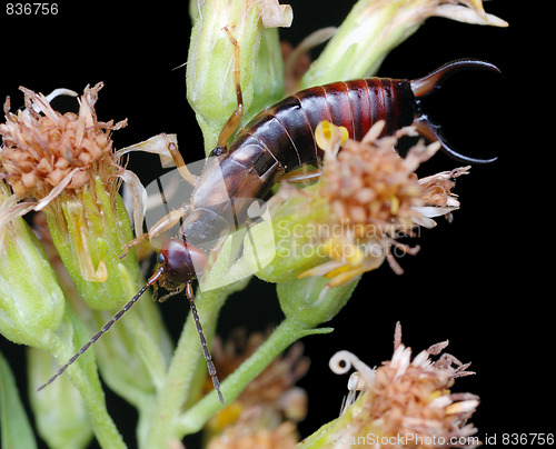 Image of Earwig 