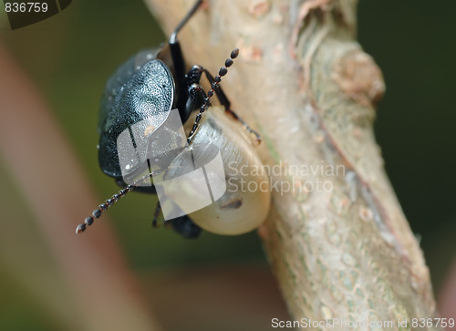 Image of Carrion beetle about an empty shell.